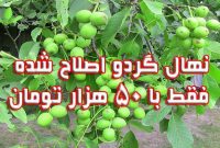 نهال گردو اصلاح شده فقط 50 هزار